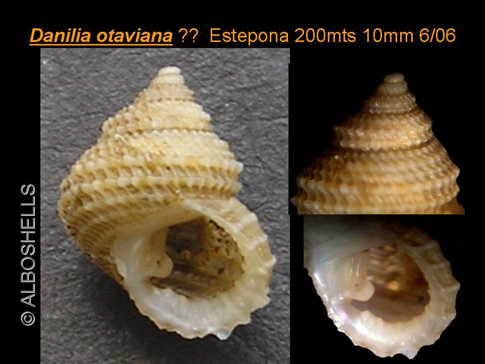 Danilia costellata